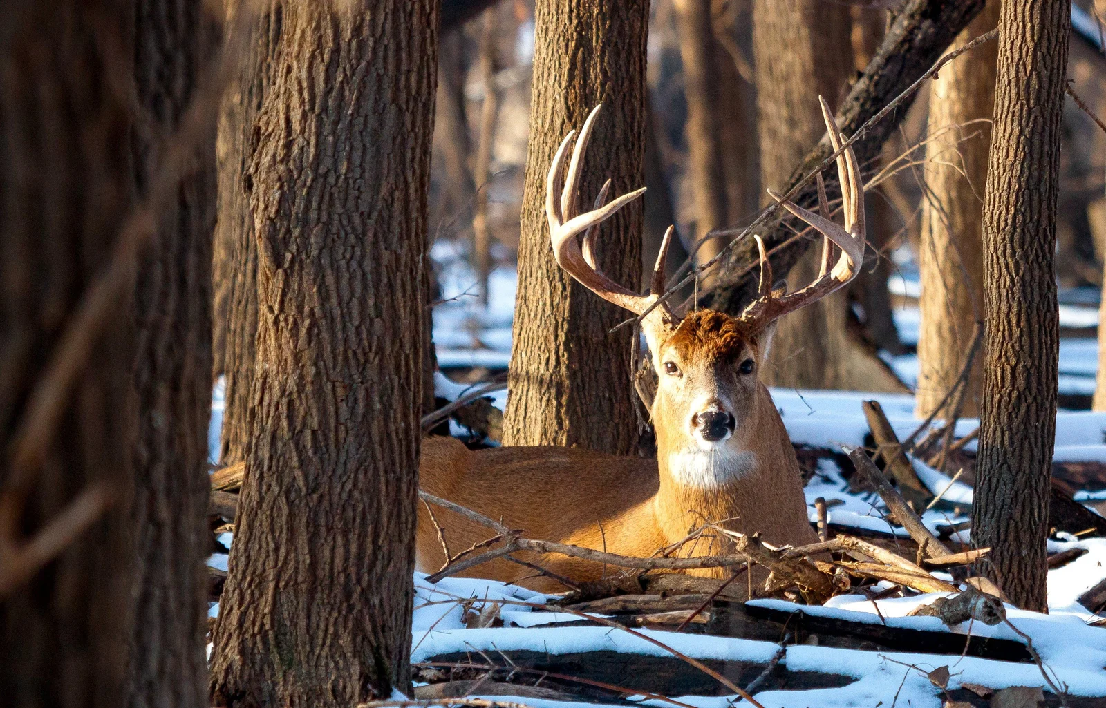 Large whitetail buck in thick timber forest, the environment the Henry H14 Big Woods Carbine was designed for