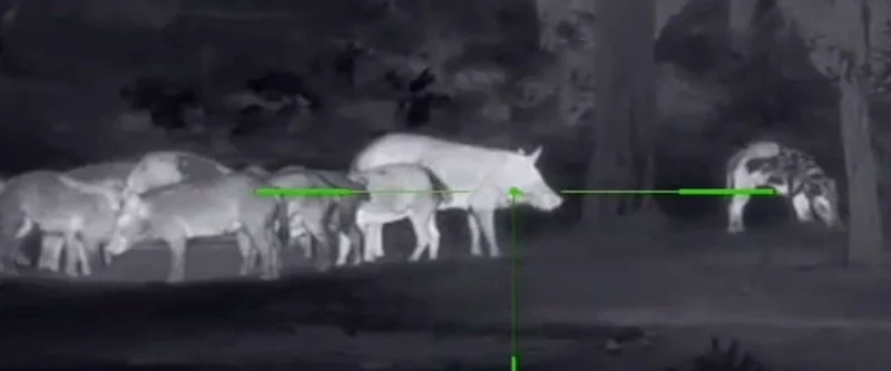 Thermal scope view of a group of feral hogs in a dark field